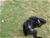 Ch. MASCALZONE LATINO - Triola Cane Corso